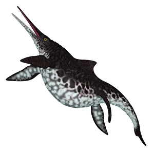 Prehistoric Fish Drucke: Shonisaurus ichthyosaur, side view on white background
