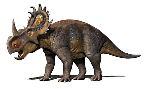 Prehistoric Animal Images Drucke: Sinoceratops isolated on a white background
