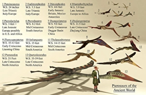 Größentabellen verschiedener Pterosaurier aus der ganzen Welt.