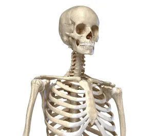 Biomedical Illustrations Of Bones Drucke: Skeletal system of the human torso