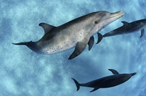 Atlantic Spotted Dolphins Drucke: A small group of Atlantic spotted dolphins