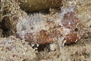 Papua New Guinea Sea Life Drucke: A small leaf fish blends into its surroundings, Papua New Guinea