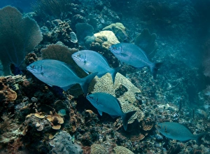 Animal Themes In Nature Drucke: A small school of Bermuda Chub