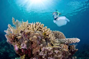 Blue Ocean Photography Drucke: A snorkeler explores coral reef in the Philippines