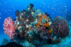 Raja Ampat Coral Reefs Drucke: Soft corals and a barrel sponge