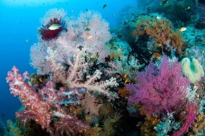 Raja Ampat Coral Reefs Drucke: Soft corals on a tropical reef