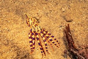 Invertebrate Photography Drucke: The Southern Blue Ring Octopus