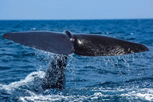 Endangered Sea Creatures Drucke: A sperm whale, Physeter macrocephalus