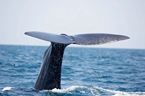 Sperm Whale Tail Drucke: A sperm whale, Physeter macrocephalus
