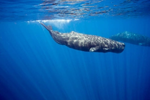 Sperm Whales Drucke: Sperm whales, Physeter macrocephalus