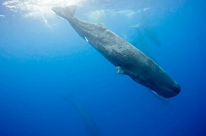 Sperm Whales Drucke: Sperm whales, Physeter macrocephalus