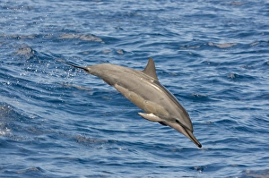 Spinner Dolphin Drucke: A spinner dolphin, Stenella longirostris