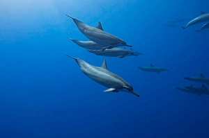 Spinner Dolphins Drucke: Spinner dolphins, Stenella longirostris