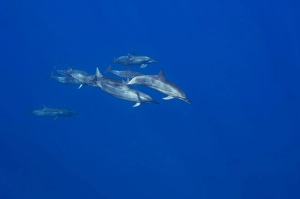 Spinner Dolphins Drucke: Spinner dolphins, Stenella longirostris