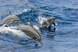 Stenella Longirostris Images Drucke: Spinner dolphins, Stenella longirostris