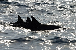 Spinner Dolphins Drucke: Three spinner dolphins (Stenella longirostris) surface beside each other