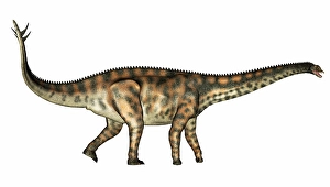 Mesozoic Era Wildlife Images Drucke: Spinophorosaurus dinosaur walking