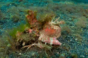 Underwater Animal Pictures Drucke: Spiny devilfish, Lembeh Strait