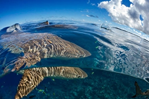Carcharhinus Melanopterus Drucke: Split image of blacktip reef sharks