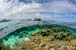 Coral Reef Fiji Drucke: Split level scene with a coral reef below