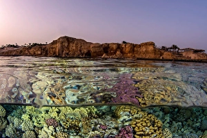 Tropical Ocean Ecosystems Drucke: An over under split in the Red Sea