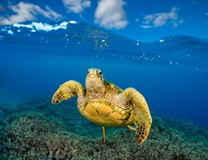 Tropical Climate Animals Drucke: A split scene of a green sea turtle