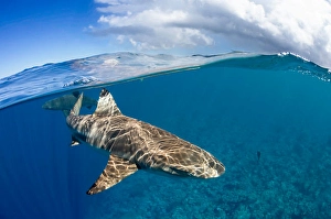 Carcharhinus Melanopterus Drucke: Split view of a blacktip reef shark
