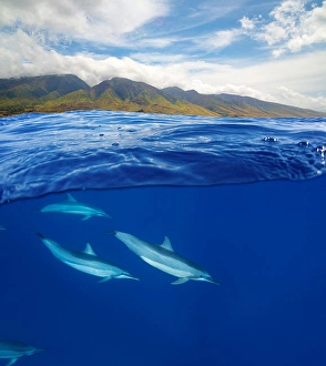 Stenella Longirostris Images Drucke: A split view of spinner dolphins