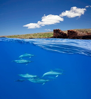 Stenella Longirostris Images Drucke: A split view of spinner dolphins