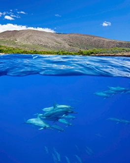 Spinner Dolphins Drucke: A split view of spinner dolphins