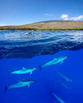 Spinner Dolphins Drucke: A split view of spinner dolphins