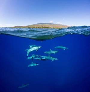 Spinner Dolphins Drucke: A split view of spinner dolphins