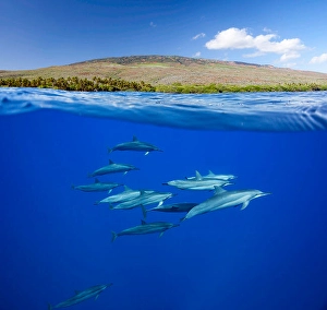 Spinner Dolphins Drucke: A split view of spinner dolphins