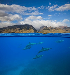 Stenella Longirostris Images Drucke: A split view of spinner dolphins