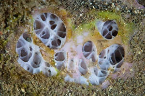 Southeast Asia Ocean Creatures Drucke: Detail of a sponge growing on a reef in Lembeh Strait