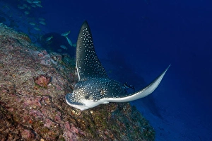 Spotted Eagle Ray Drucke: Spotted eagle ray coming over the reef