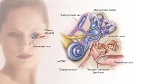 Inner Ear Anatomy Drucke: Structures of the inner ear