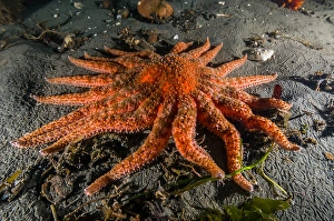 Pacific Northwest Wildlife Drucke: Sunflower star
