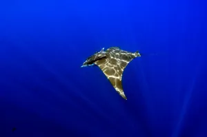 South America Marine Life Drucke: Sunlight shining through the light on a mobula ray