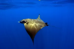 Blue Background Photography Drucke: Sunlight shining through the light on a mobula ray
