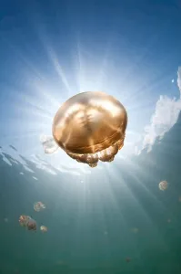 Southeast Asia Ocean Creatures Drucke: Sunrays illuminate a jellyfish