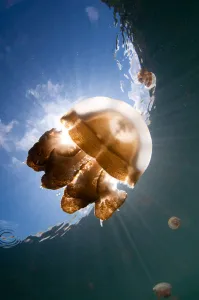 Southeast Asia Ocean Creatures Drucke: Sunrays illuminate a jellyfish