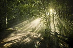 Denmark Landscape Photography Drucke: Sunrays shining through a dark, misty forest, Liselund Slotspark, Denmark