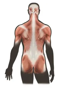Human Muscular System Drucke: Surface layer of back muscles