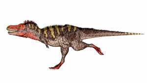 White Background Wildlife Art Drucke: Tarbosaurus dinosaur running quickly