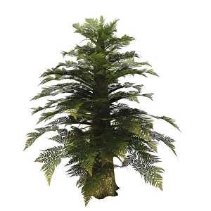 Buchenbaum auf weißem Hintergrund