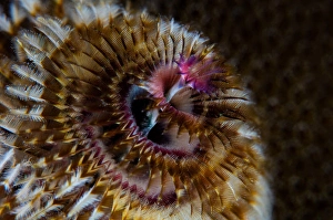 Christmas Tree Worm Drucke: Detail of the tentacles of a Christmas tree worm