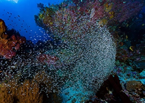 Coral Reef Ecosystem Photos Drucke: Thousands of tiny fish amongst a reef in Halmahera