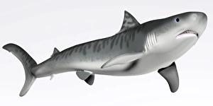 Large Fish Species Drucke: Tiger Shark Profile