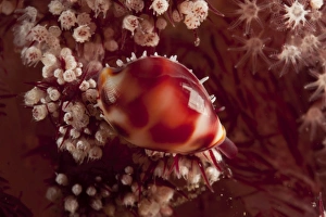 Indonesia Sea Life Drucke: Tiny cowrie shell on dendronephtya soft coral, Indonesia